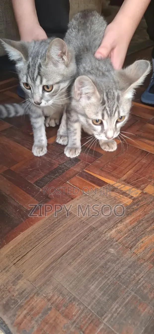 Male Mixed Breed Russian Blue Kitten (3-6 Months) - 1
