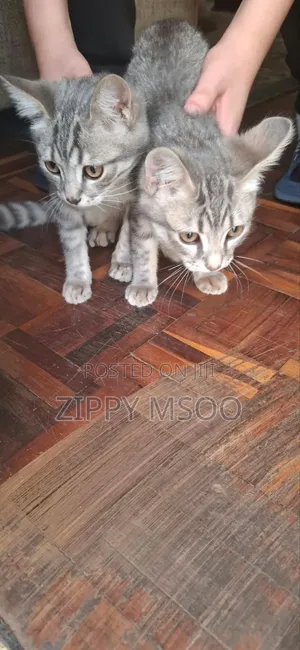 Male Mixed Breed Russian Blue Kitten (3-6 Months)
