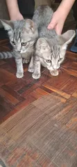Male Mixed Breed Russian Blue Kitten (3-6 Months) - 1