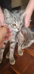 Male Mixed Breed Russian Blue Kitten (3-6 Months) - 2