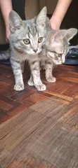 Male Mixed Breed Russian Blue Kitten (3-6 Months) - 3