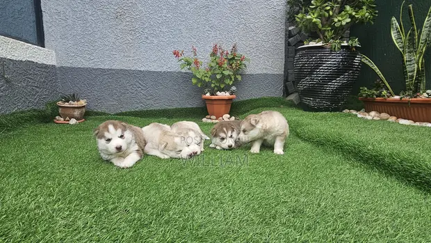 1-3 Month Male Purebred Siberian Husky - 1