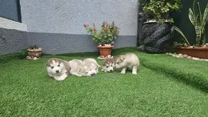 Kiume Mwezi 1-3 Husky Safi wa Kisiberia