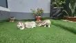 1-3 Month Male Purebred Siberian Husky - 1