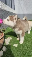 1-3 Month Male Purebred Siberian Husky - 2