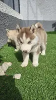 1-3 Month Male Purebred Siberian Husky - 3