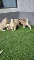 1-3 Month Male Purebred Siberian Husky - 4