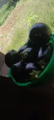 Eggplants (Biringanya) Per Kg - 1