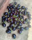 Eggplants (Biringanya) Per Kg - 2