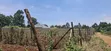 100x120 Ft Ardhi ya Makazi kwa Uuzaji - Kikuyu Ng'amba - 5