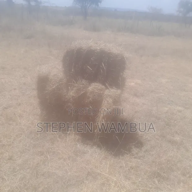 Majani ya Malisho kwa Ajili ya Kuuzwa - 1