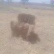 Majani ya Malisho kwa Ajili ya Kuuzwa - 1
