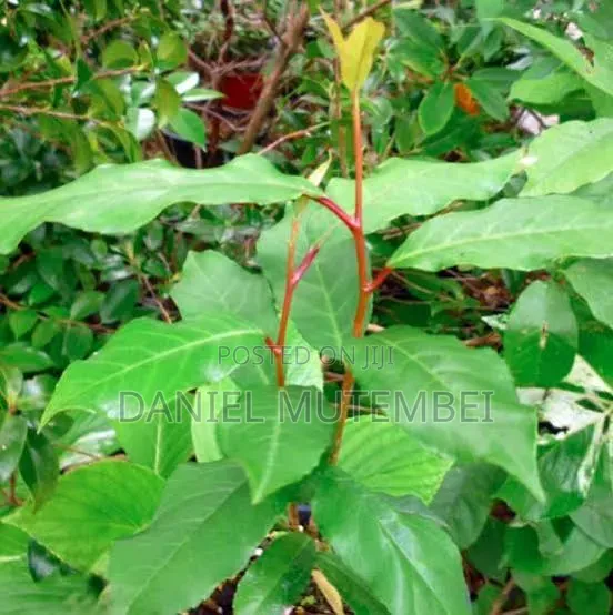 Prunus Africana (Muiri) Majani Poda - 1