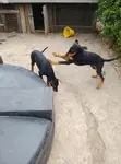 Mbwa Mzaliwa Mpya wa Doberman Pinscher Mume, Mwezi 1-3 - 1
