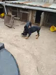 Mbwa Mzaliwa Mpya wa Doberman Pinscher Mume, Mwezi 1-3 - 2