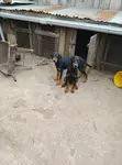 Mbwa Mzaliwa Mpya wa Doberman Pinscher Mume, Mwezi 1-3 - 3