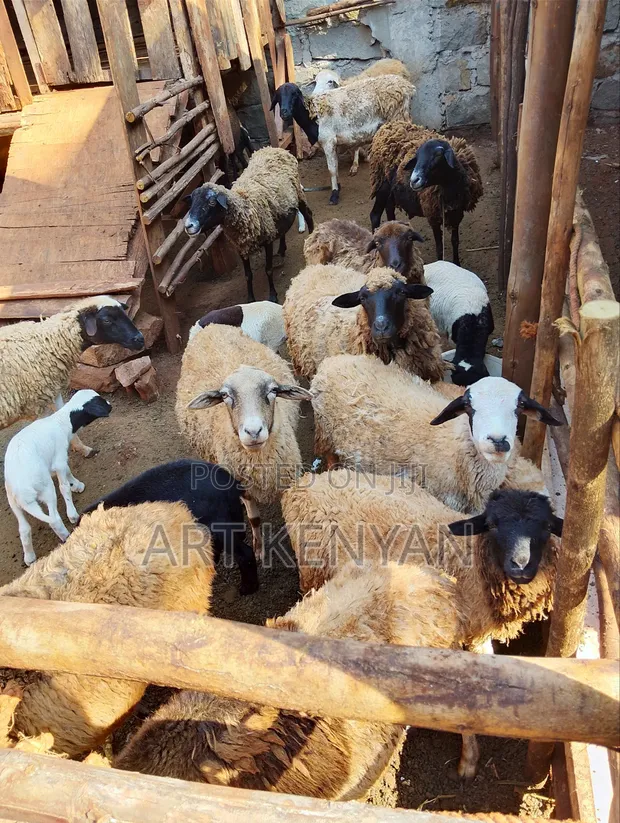 Sheep for Sale - 1