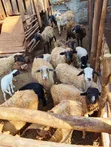 Sheep for Sale - 1