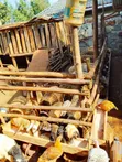 Sheep for Sale - 2