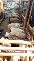 Sheep for Sale - 3