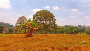 One Acre Tigoni Residential Land