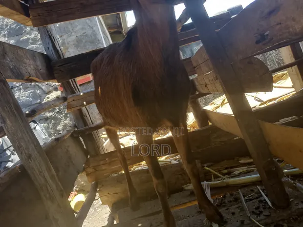 Alpine Milk Goat for Sale - 1