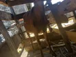 Alpine Milk Goat for Sale - 1