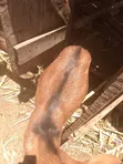 Alpine Milk Goat for Sale - 2