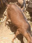 Alpine Milk Goat for Sale - 3