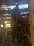 Alpine Milk Goat for Sale - 4