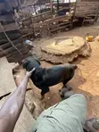 Female Rottweiler Mix, 1+ Year Old - 3