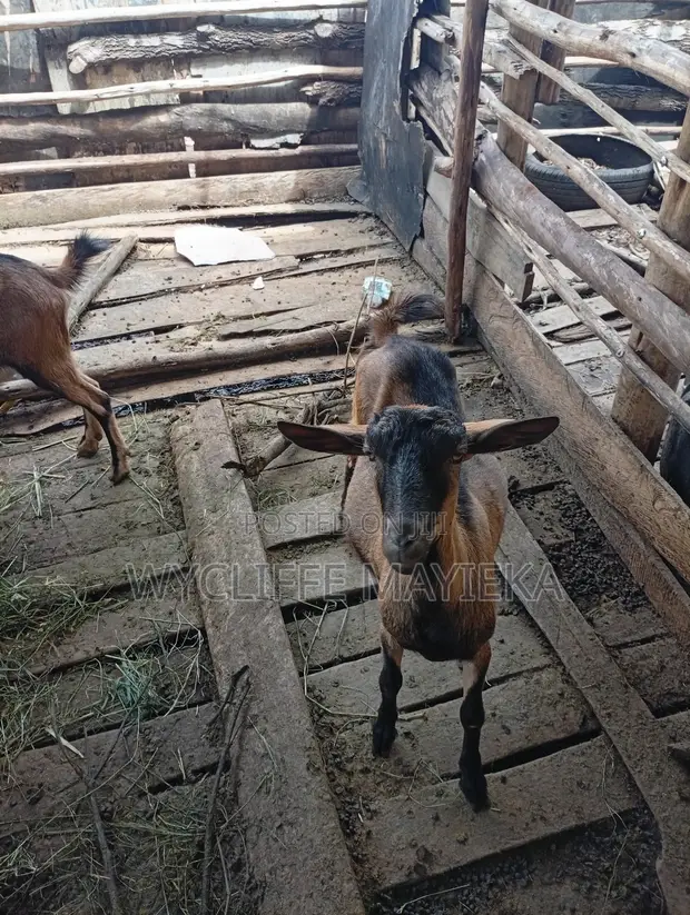 Mbuzi wa Kike wa Kijerumani wa Alpine kwa Uuzaji - 1