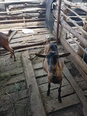Female German Alpine Goat for Sale