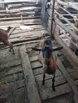 Mbuzi wa Kike wa Kijerumani wa Alpine kwa Uuzaji - 1