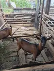 Mbuzi wa Kike wa Kijerumani wa Alpine kwa Uuzaji - 2