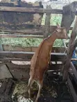 Mbuzi wa Kike wa Kijerumani wa Alpine kwa Uuzaji - 3
