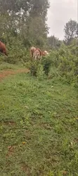 Nusu Eka Ardhi Inauzwa Kajulu - 2