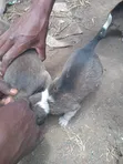 Pigeon Pair - For Eggs and Meat - 2
