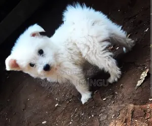 Female Japanese Spitz Puppy (1-3 Months)