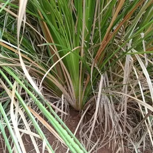 1000 Vipande vya Majani ya Vetiver kwa Udhibiti wa Mmomonyoko wa Udongo