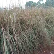 1000 Vipande vya Majani ya Vetiver kwa Udhibiti wa Mmomonyoko wa Udongo - 2