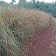 1000 Vipande vya Majani ya Vetiver kwa Udhibiti wa Mmomonyoko wa Udongo - 3