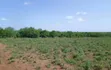 Malindi Gede Plots - 1/2 Acre at KES 5M, 1 Acre at KES 12M, Both Touching Tarmac - 3