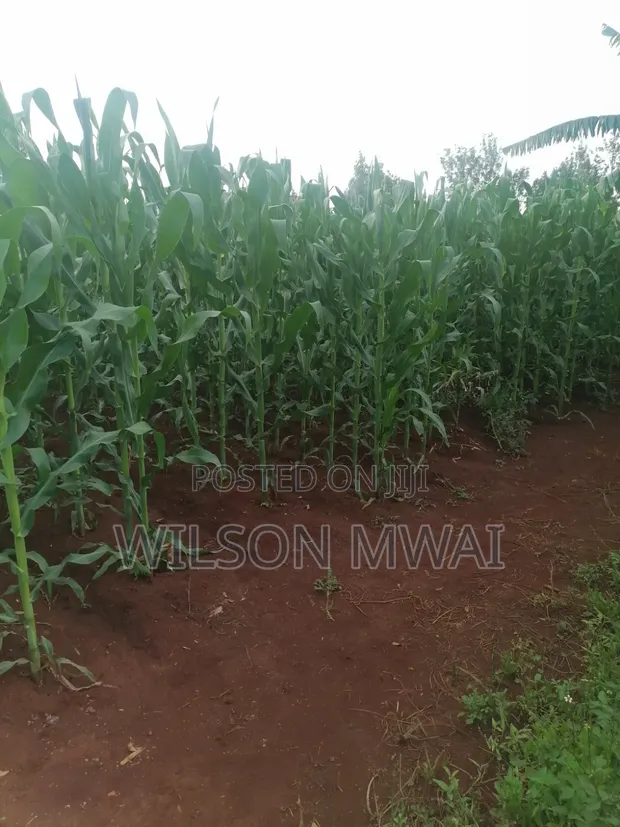 Kiwanja cha Kuuzwa Kiahuria, Juja - 1