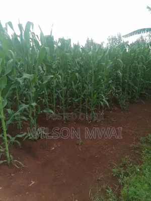 Kiwanja cha Kuuzwa Kiahuria, Juja