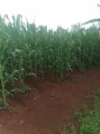 Kiwanja cha Kuuzwa Kiahuria, Juja - 1