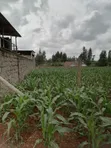 Kiwanja cha Kuuzwa Kiahuria, Juja - 2