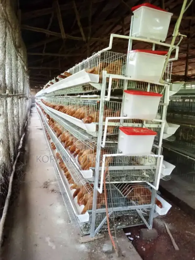 H Type Automatic Chicken Cages - 1