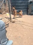 Mbwa wa Kijerumani Safi - Kike Mwenye Miezi 6-12 - 1