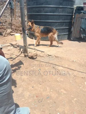 Purebred German Shepherd - 6-12 Months Female